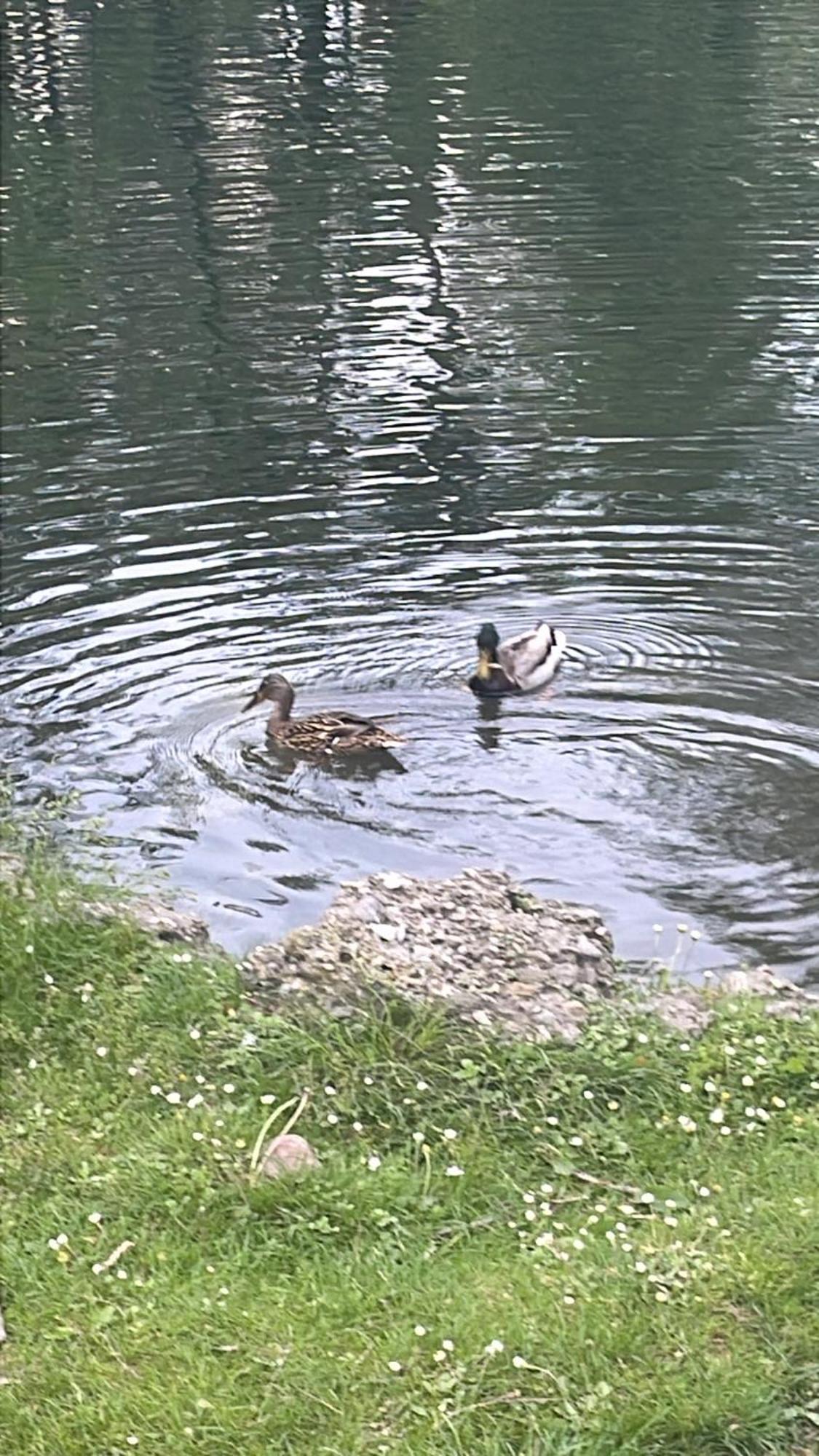 Laghi Di Como Appartamento Di Licinia E Mario Asso Dış mekan fotoğraf