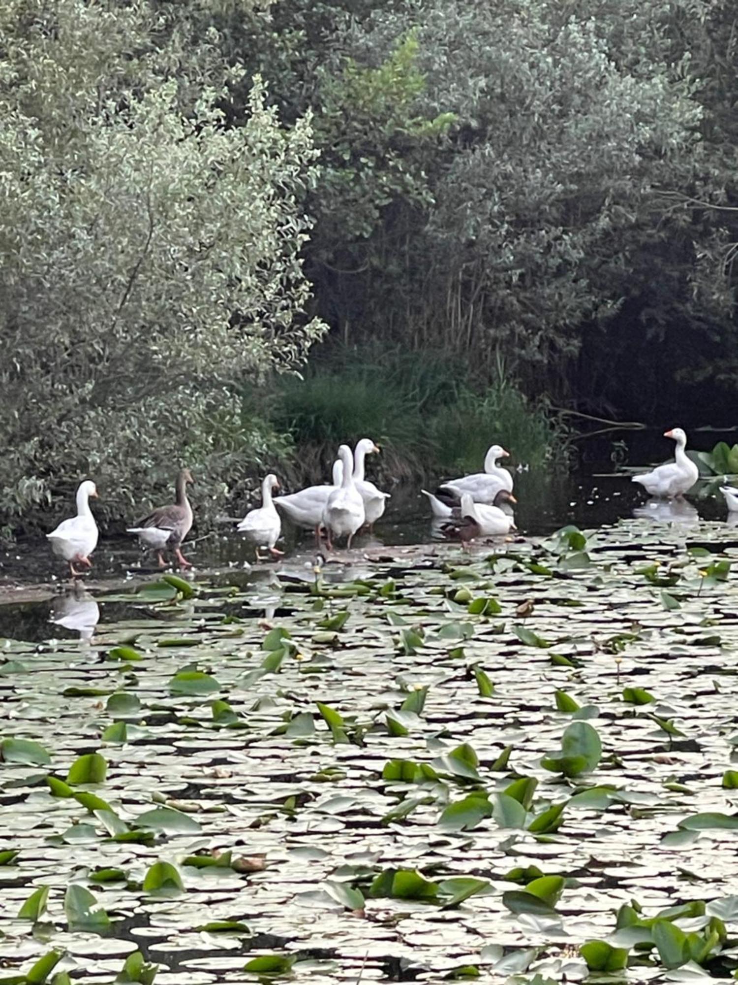 Laghi Di Como Appartamento Di Licinia E Mario Asso Dış mekan fotoğraf